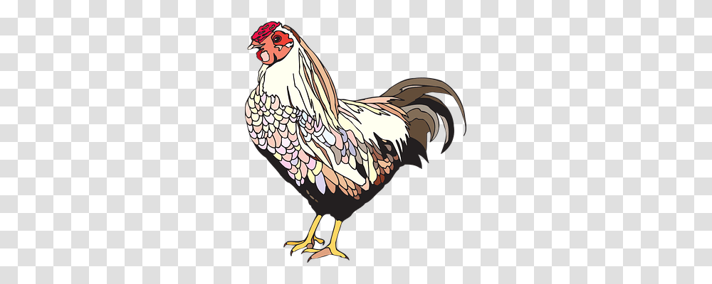 Bird Animals, Poultry, Fowl, Chicken Transparent Png
