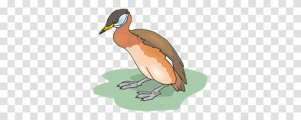 Bird Animals, Waterfowl, Anseriformes, Beak Transparent Png