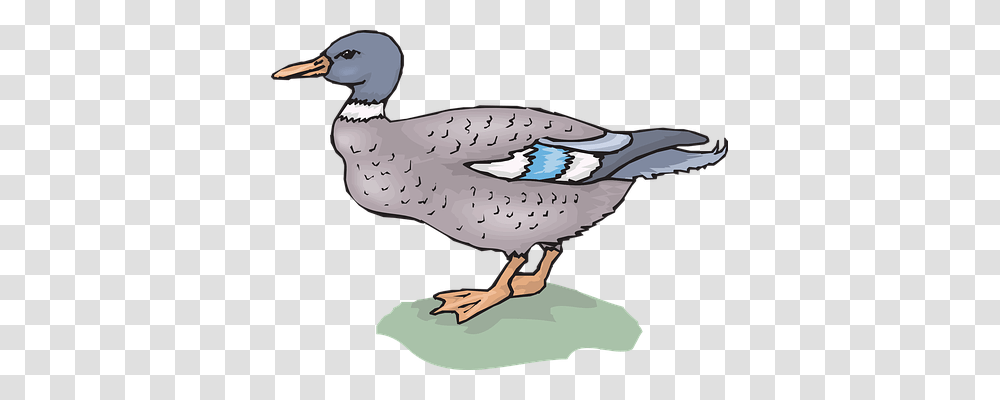 Bird Animals, Duck, Waterfowl Transparent Png