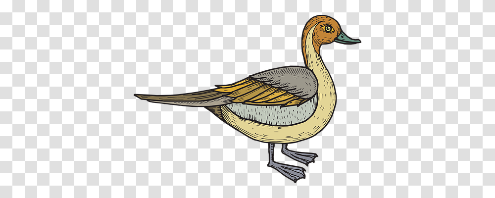 Bird Animals, Dodo, Waterfowl, Duck Transparent Png