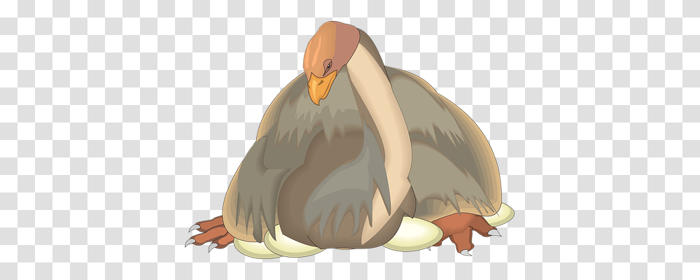 Bird Animals, Helmet, Apparel Transparent Png