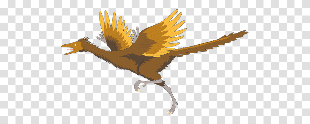 Bird Animals, Beak, Flying Transparent Png