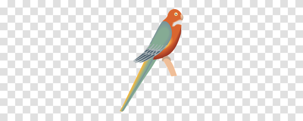 Bird Animals, Parrot, Scissors, Blade Transparent Png