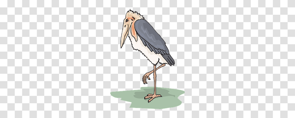 Bird Animals, Stork, Beak, Pelican Transparent Png
