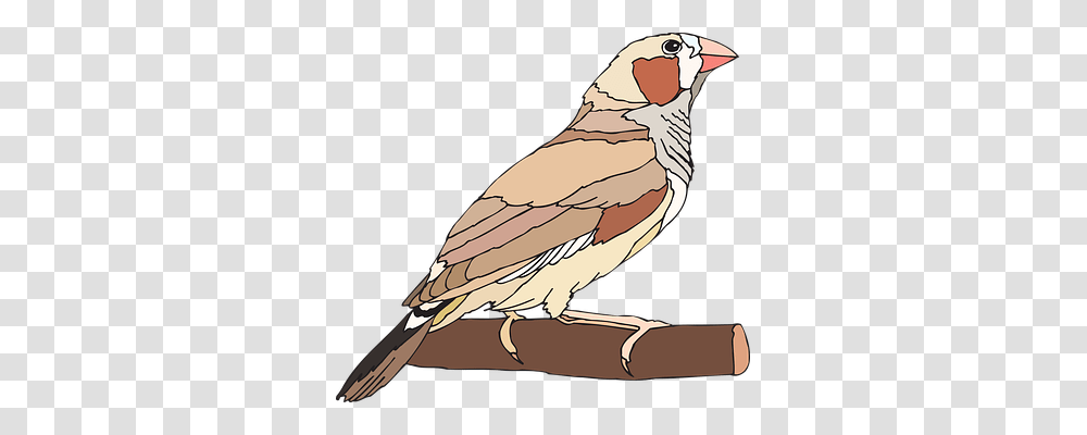 Bird Animals, Finch, Beak, Partridge Transparent Png