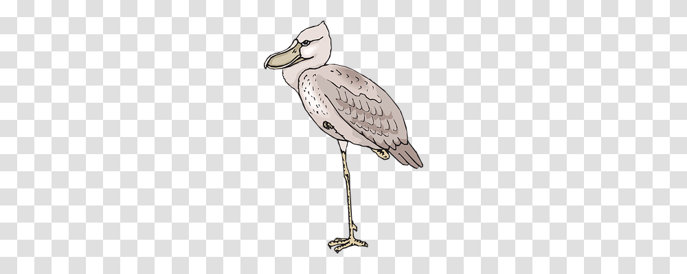 Bird Animals, Lamp, Beak, Crane Bird Transparent Png