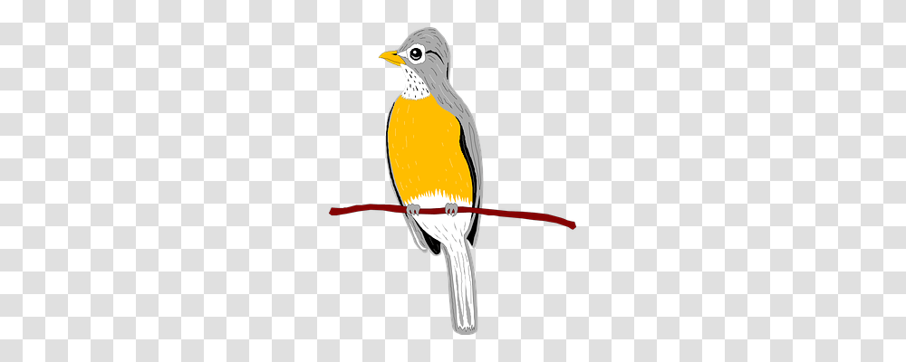 Bird Animals, Bow, Finch, Jay Transparent Png