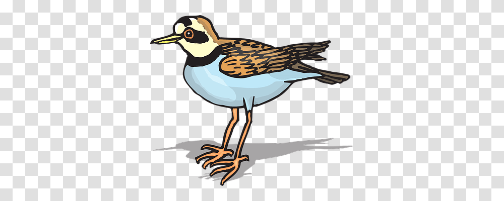 Bird Animals, Sparrow, Beak, Finch Transparent Png