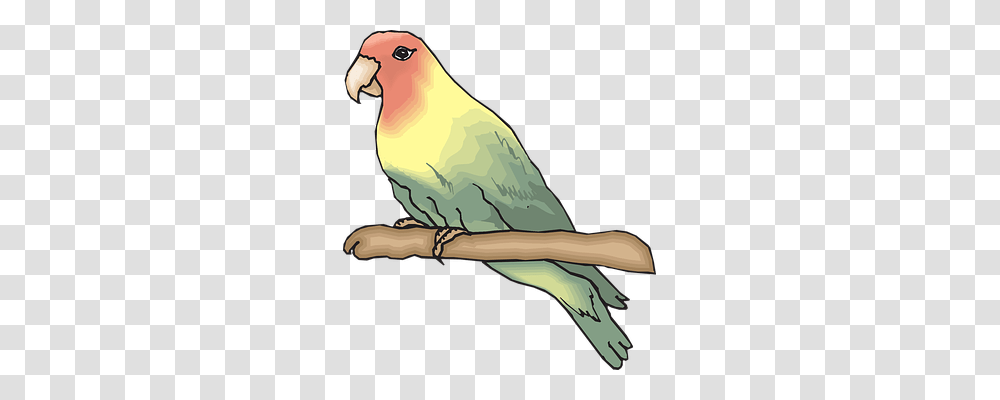 Bird Animals, Parrot, Parakeet, Cockatoo Transparent Png