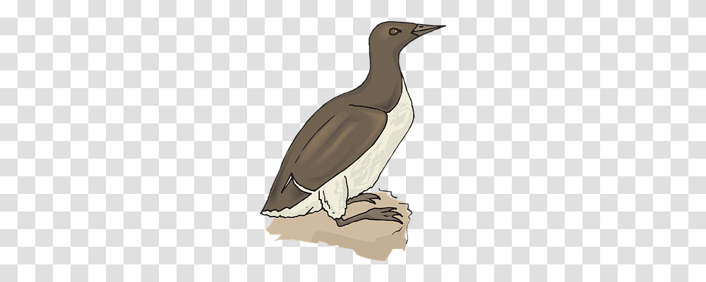 Bird Animals, Helmet, Apparel Transparent Png