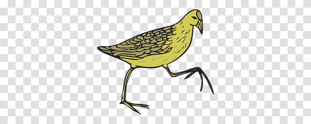 Bird Animals, Beak, Finch, Dove Transparent Png