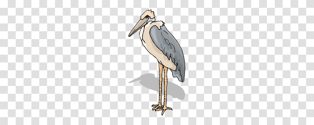 Bird Animals, Stork, Waterfowl, Crane Bird Transparent Png