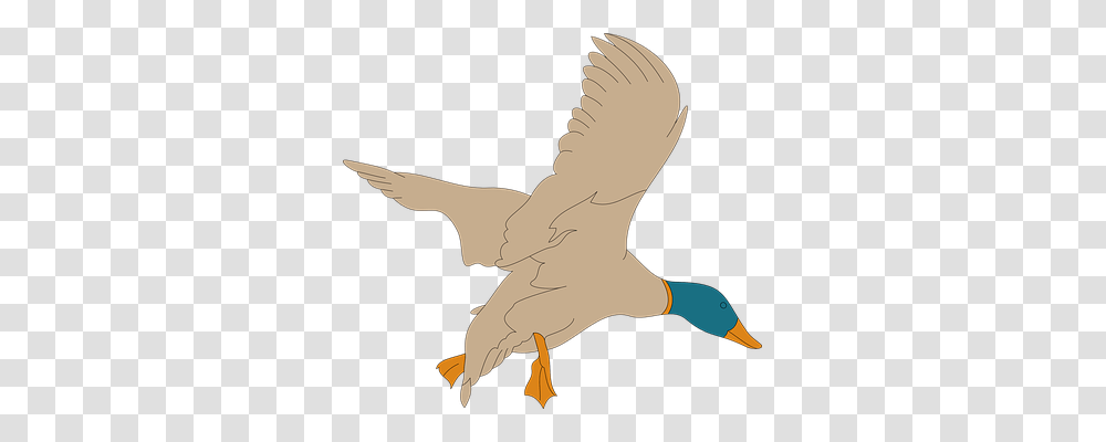 Bird Animals, Goose, Duck, Flying Transparent Png