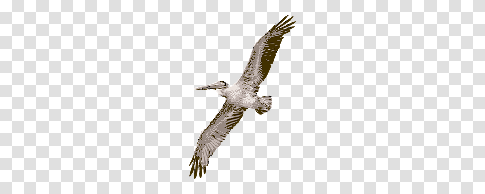 Bird Nature, Flying, Animal, Pelican Transparent Png