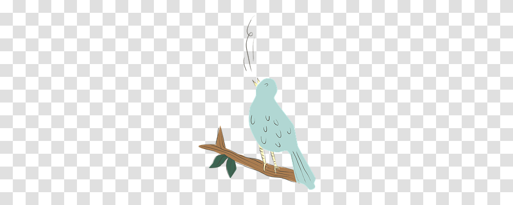 Bird Animal, Invertebrate, Insect, Grasshopper Transparent Png