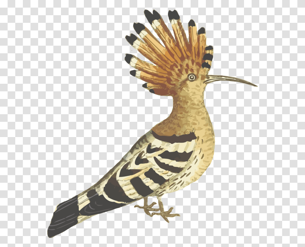 Bird African Hoopoe Computer Icons Download Hud Hud Bird Hoopoe, Animal Transparent Png