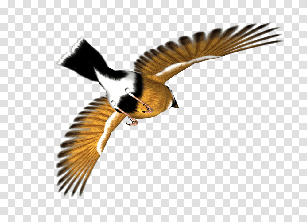 Bird Almost Friday Clipart Clipartmasters, Flying, Animal, Waterfowl, Kite Bird Transparent Png