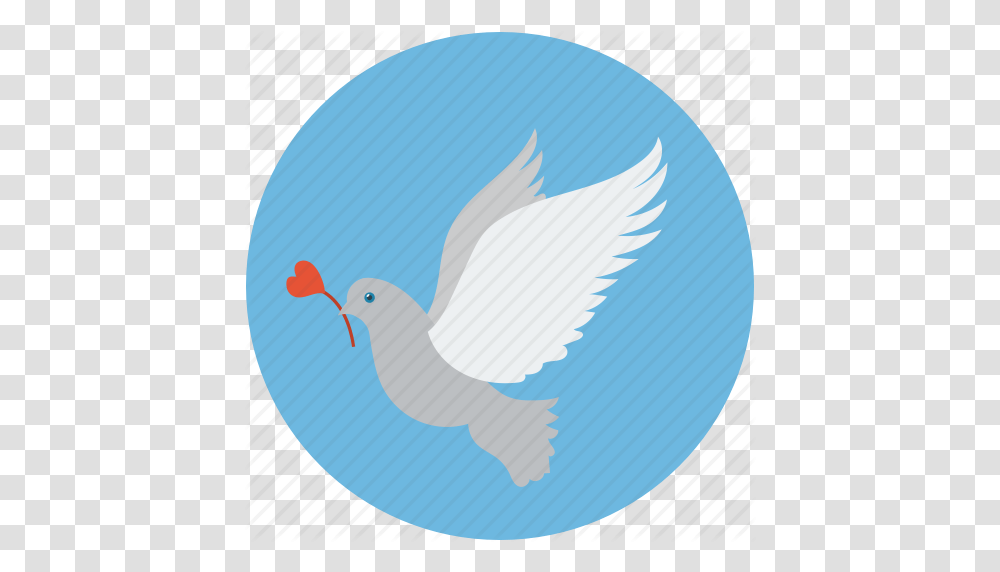 Bird And Rose Dove Of Peace Dove With Rose Flying Dove Glowing, Pigeon, Animal, Seagull Transparent Png
