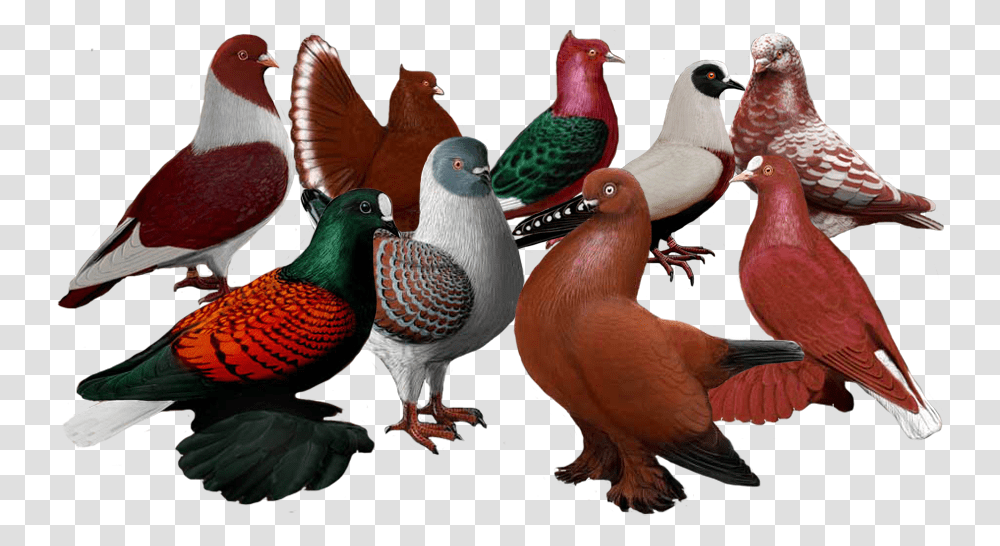 Bird, Animal, Beak, Chicken Transparent Png