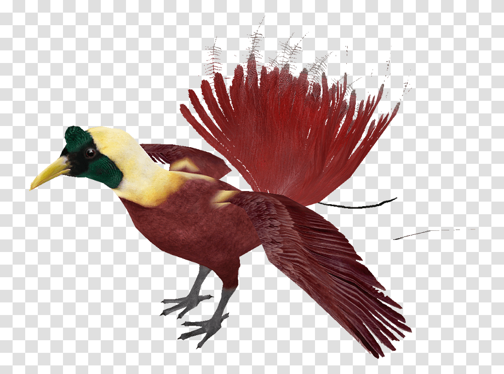 Bird, Animal, Beak, Head Transparent Png