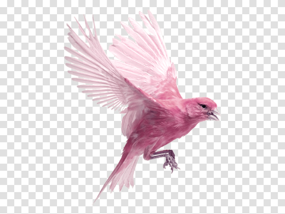 Bird, Animal, Dove, Pigeon, Finch Transparent Png