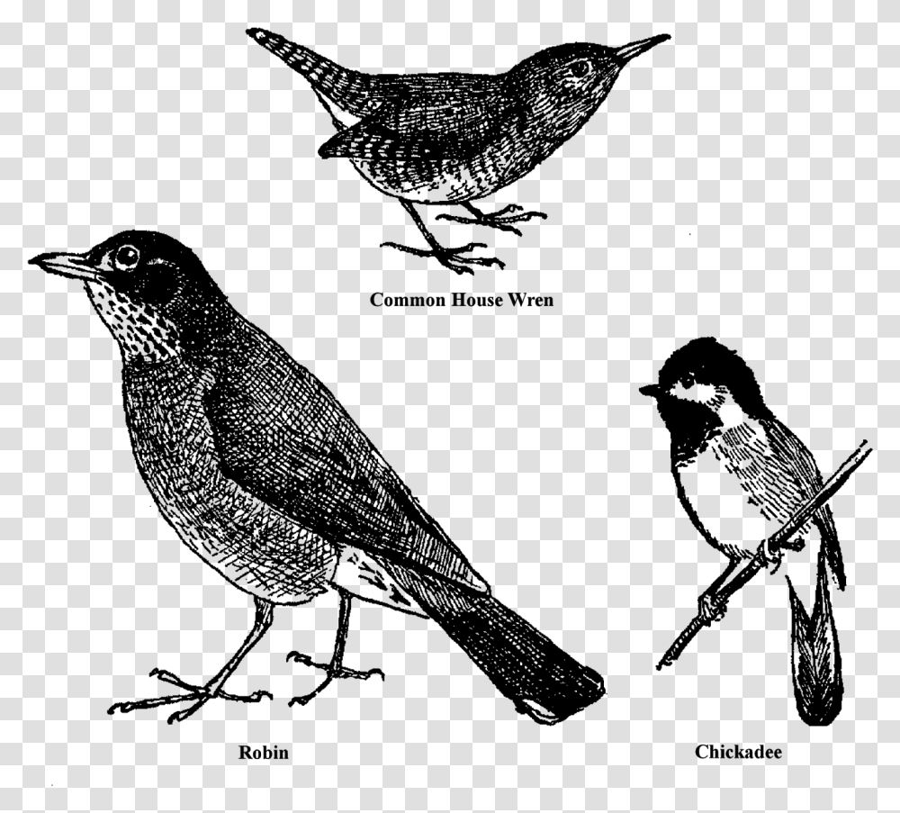 Bird Animal Drawings Sketches Clipart Collage Sheet Robin, Gray, World Of Warcraft Transparent Png