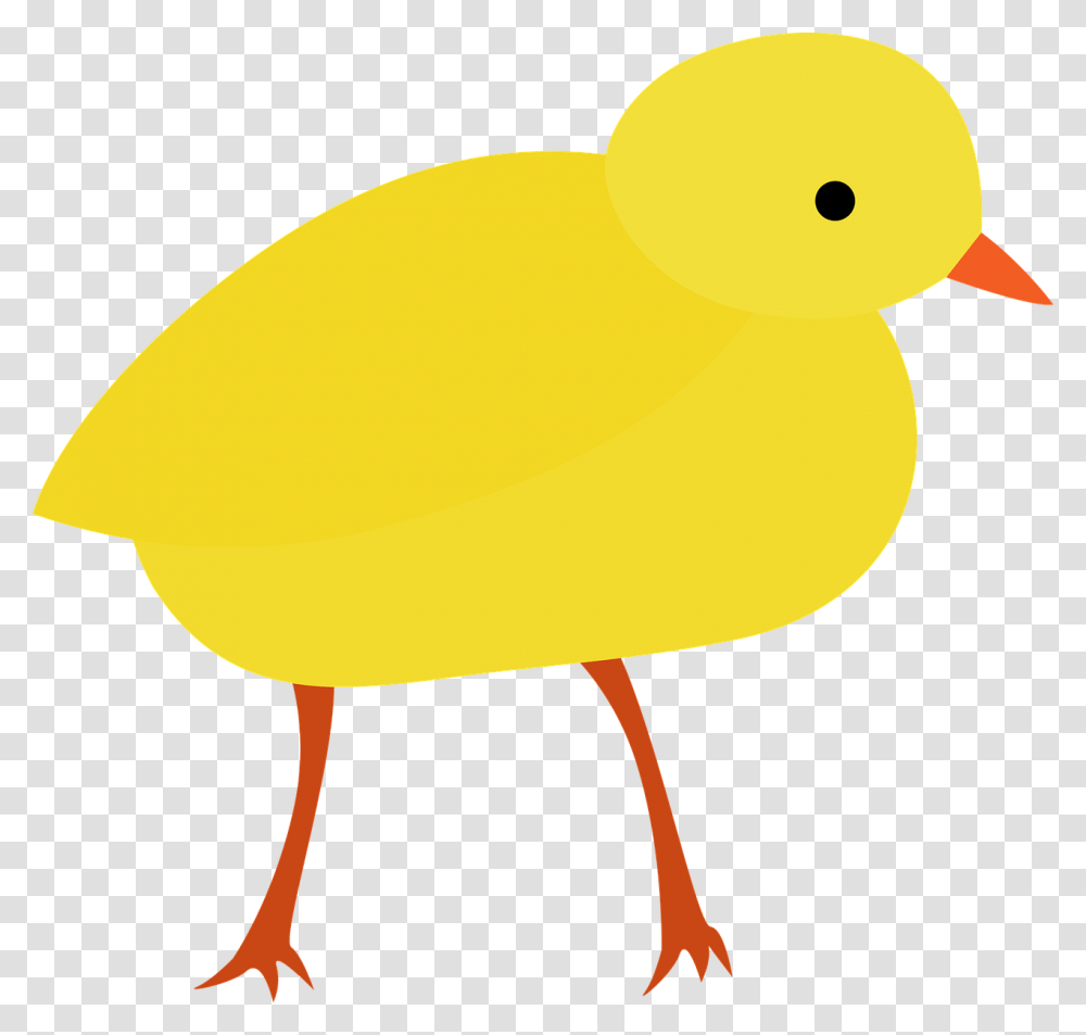 Bird, Animal, Duck, Beak Transparent Png