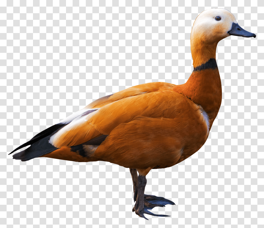 Bird, Animal, Duck, Waterfowl, Goose Transparent Png