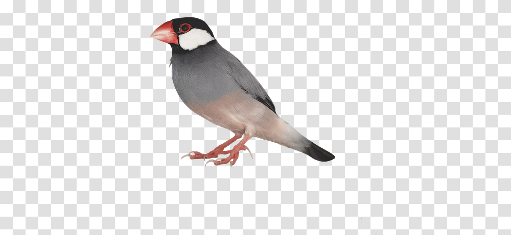 Bird, Animal, Finch, Beak, Pigeon Transparent Png