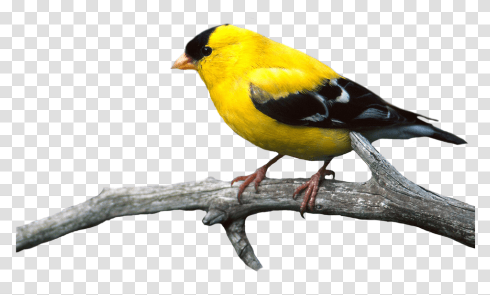 Bird, Animal, Finch, Canary Transparent Png