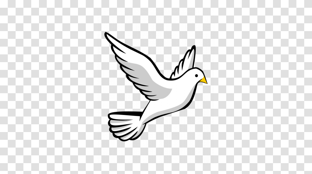 Bird, Animal, Flying, Pigeon Transparent Png