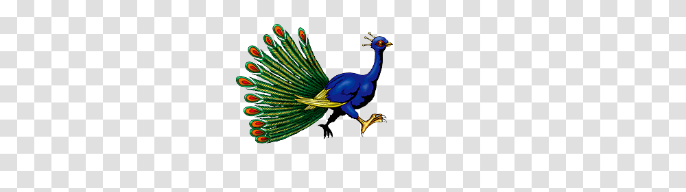 Bird, Animal, Jay, Blue Jay Transparent Png