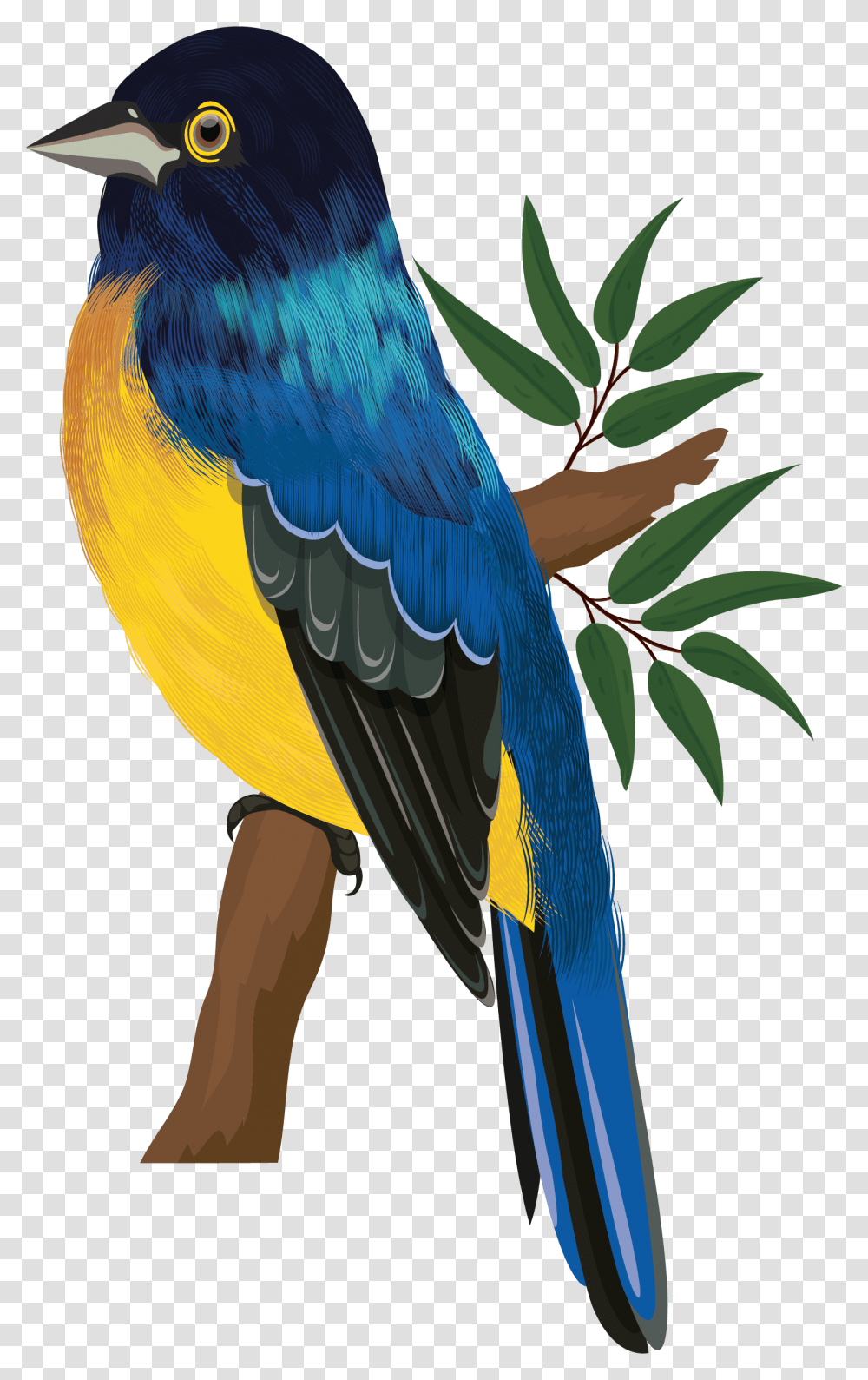 Bird, Animal, Jay, Bluebird Transparent Png