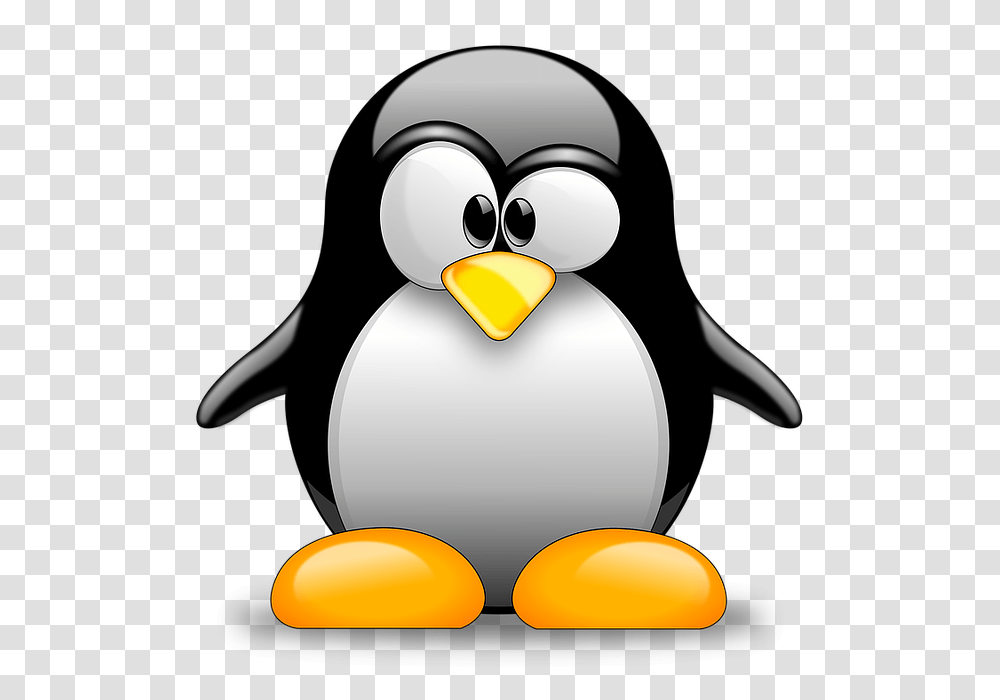 Bird, Animal, Lamp, Penguin Transparent Png