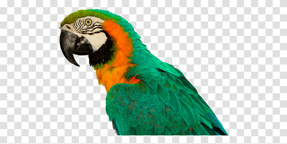 Bird, Animal, Macaw, Parrot Transparent Png