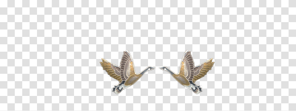 Bird, Animal, Mammal, Flying Transparent Png