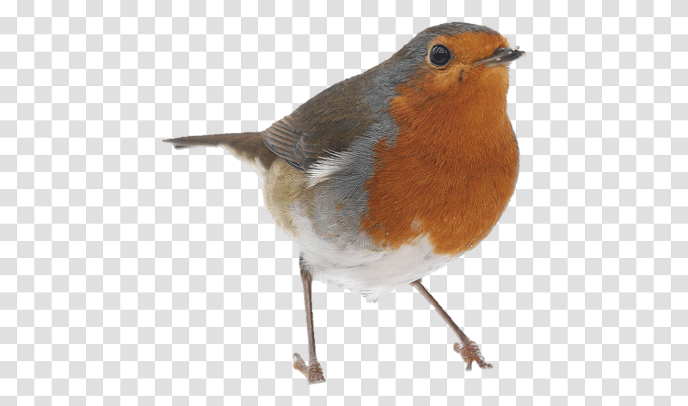 Bird, Animal, Robin, Jay Transparent Png