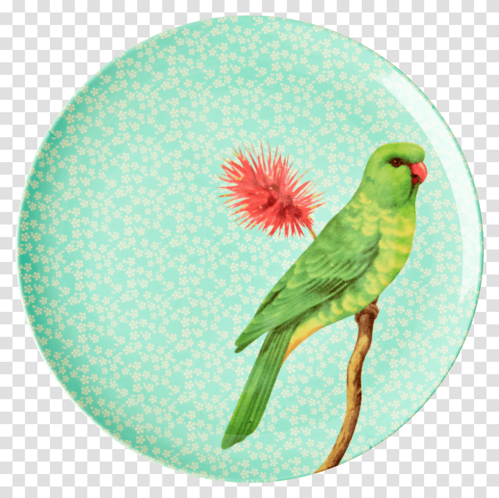 Bird, Animal, Sphere, Parrot Transparent Png