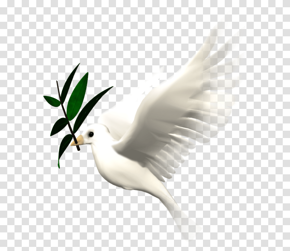 Bird Animation Giphy Clip Art Animated Flying Dove, Animal, Pigeon, Person, Human Transparent Png