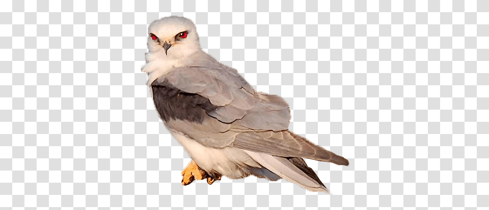 Bird Animation Hawk, Kite Bird, Animal, Owl Transparent Png
