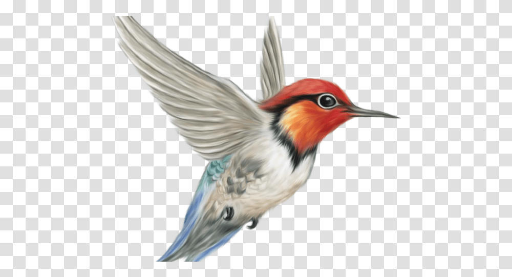Bird Background, Animal, Flying, Hummingbird, Bee Eater Transparent Png
