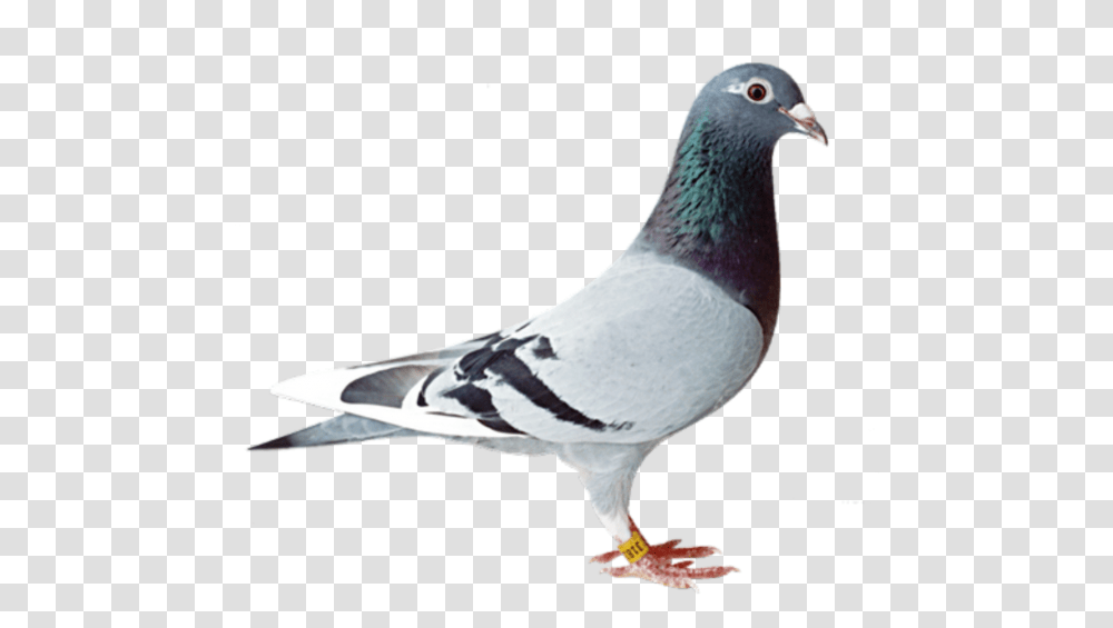 Bird Background Image For Free Download 10 Racing Pigeons, Animal, Dove, Beak Transparent Png