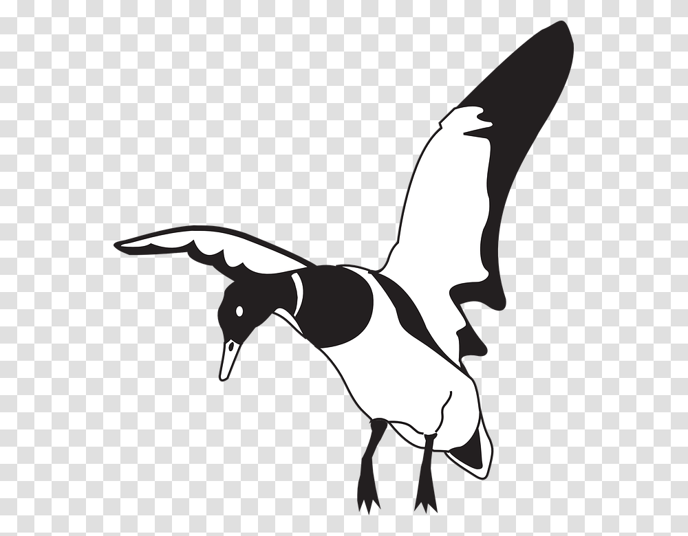Bird Beak Clip Art Black White Free Cliparts, Flying, Animal, Magpie, Hammer Transparent Png