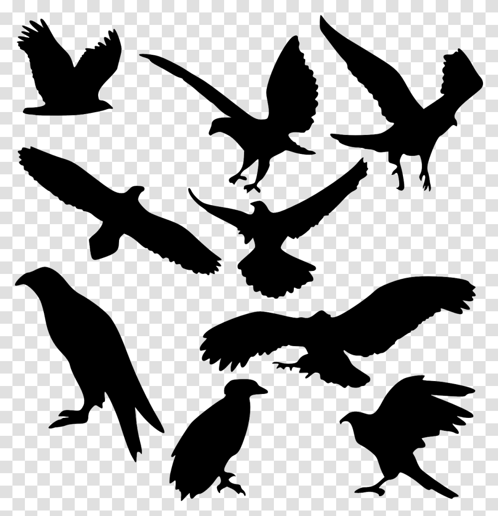 Bird Bird Of Prey Raptor Eagle Fly Hawk Iconset Silhouette Wedge Tail Eagle, Animal, Flying, Stencil, Flock Transparent Png