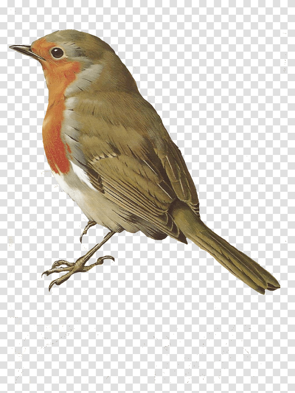 Bird Bird Robin, Animal, Jay, Finch, Wren Transparent Png