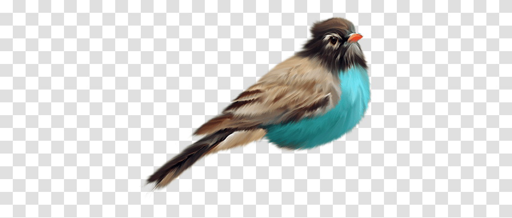 Bird Birds, Animal, Beak, Jay, Bluebird Transparent Png
