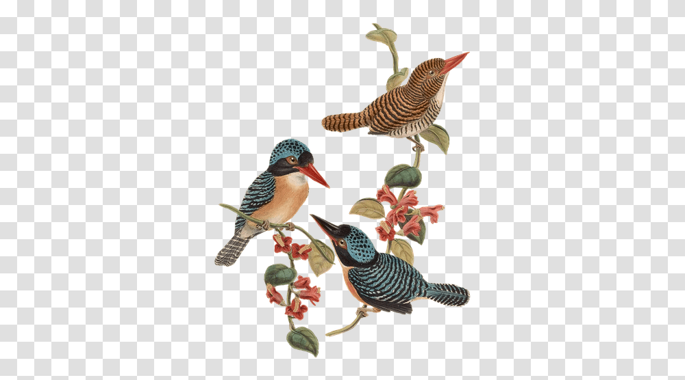 Bird Birds Branch Flowers Vintage Isolated, Animal, Jay, Plant, Tree Transparent Png