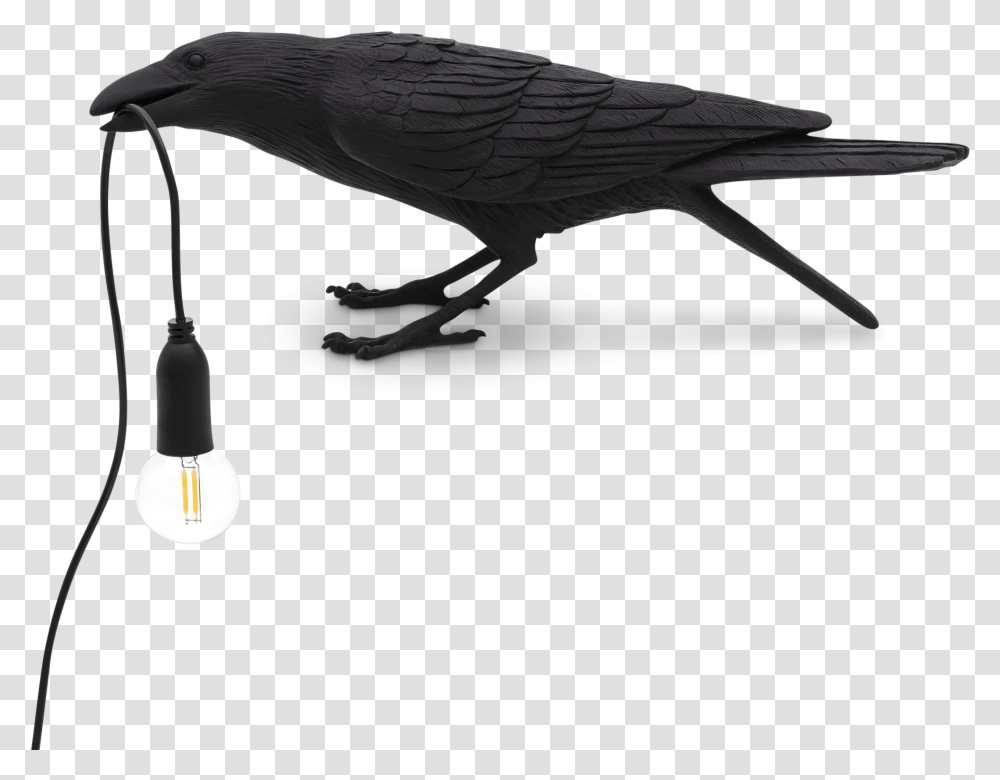 Bird Black Waiting Seletti, Animal, Light, African Grey Parrot Transparent Png