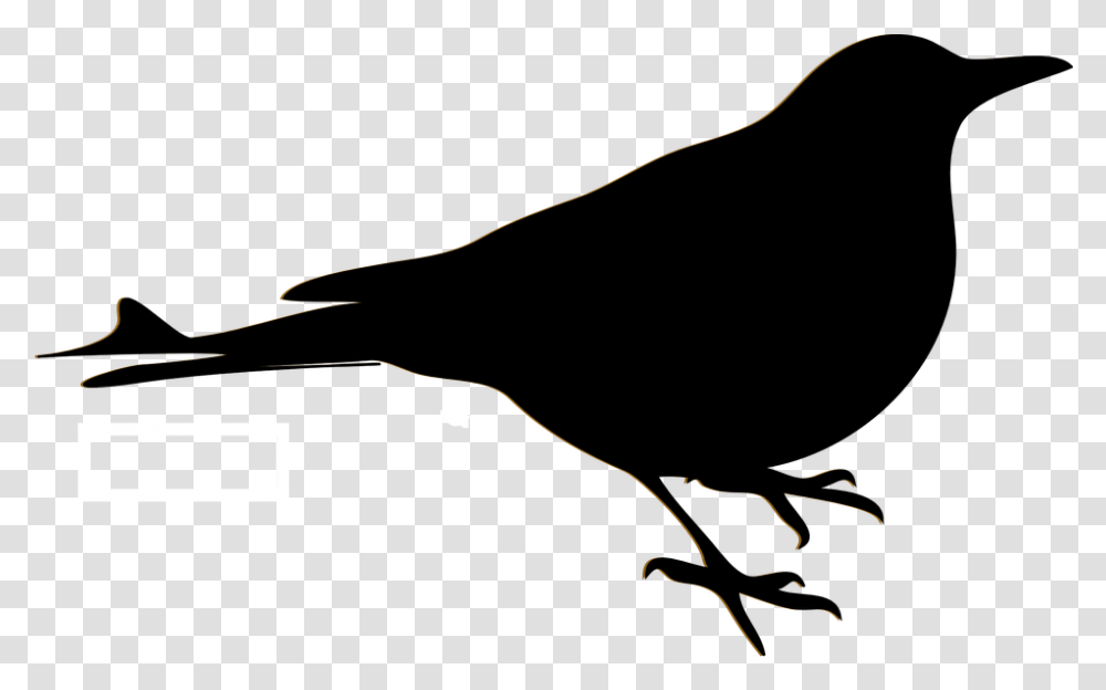 Bird Blackbird Sillhouette Free Vector Graphic On Pixabay Desenhos De Passaros Pretos, Silhouette, Bow, Animal, Text Transparent Png