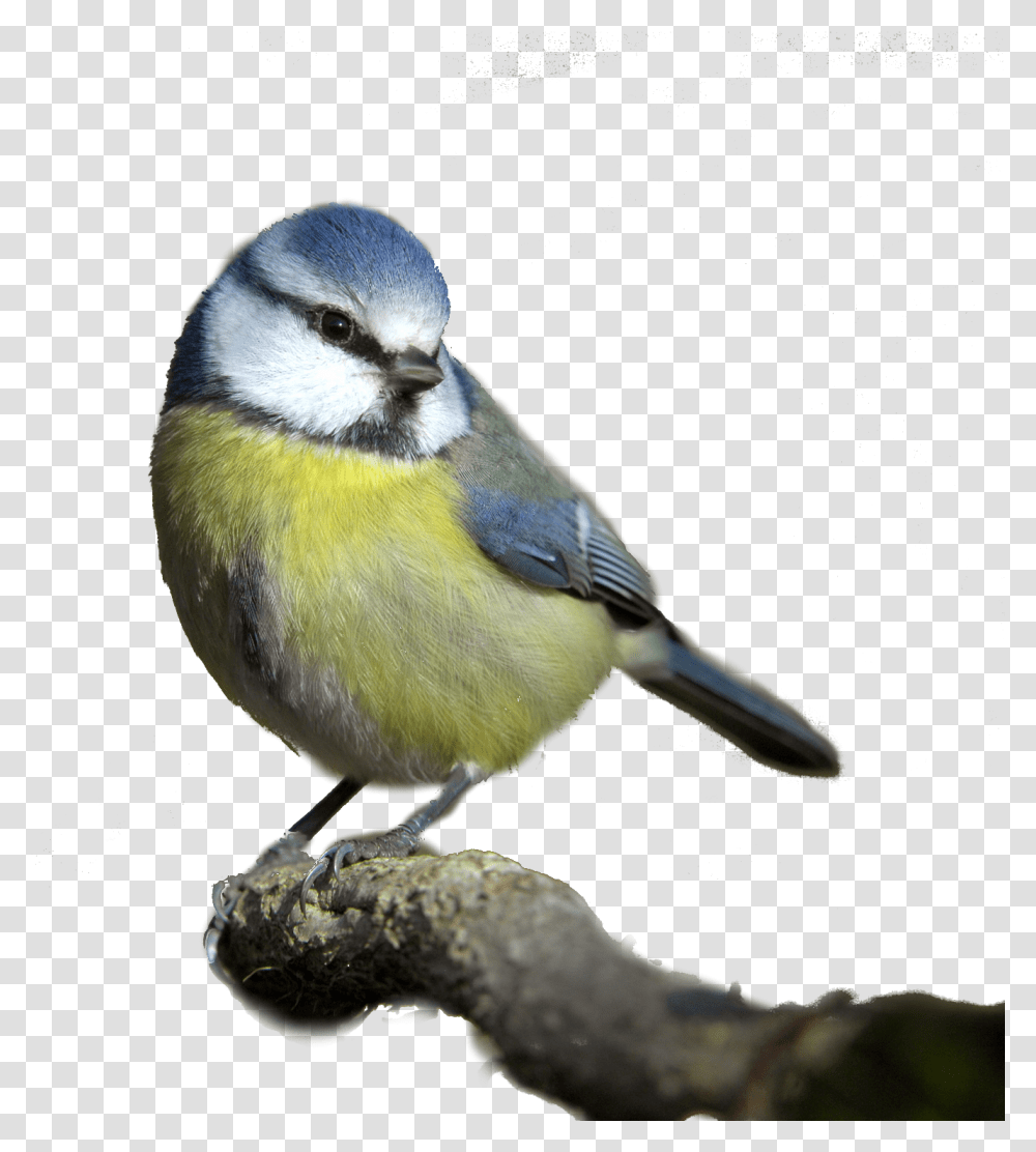 Bird Blue Tit White Background, Animal, Jay, Bluebird, Finch Transparent Png